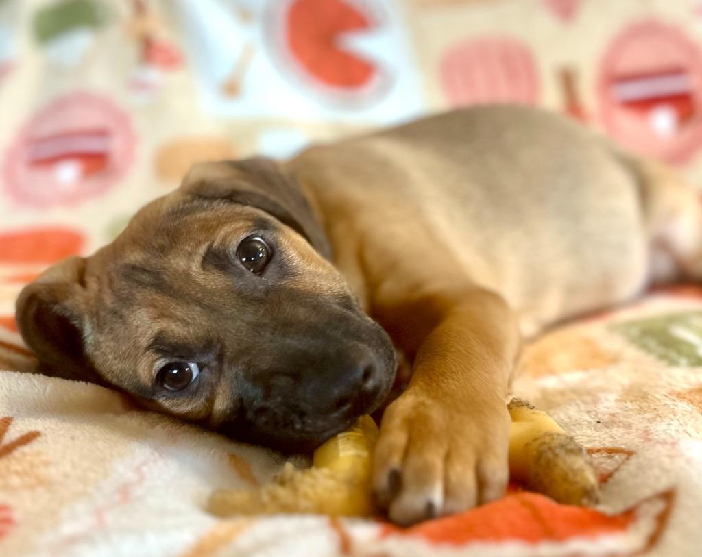 Enlarge Kyoto, a Adoptable mixed breed in Hudson, NY image 4/4