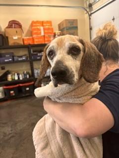 BAILEY, Adoptable, Senior Male Beagle.