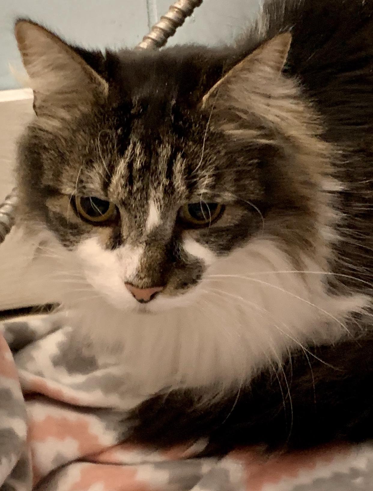 Enlarge Simon *, a Adoptable Domestic Long Hair in Douglas, MI image 2/3