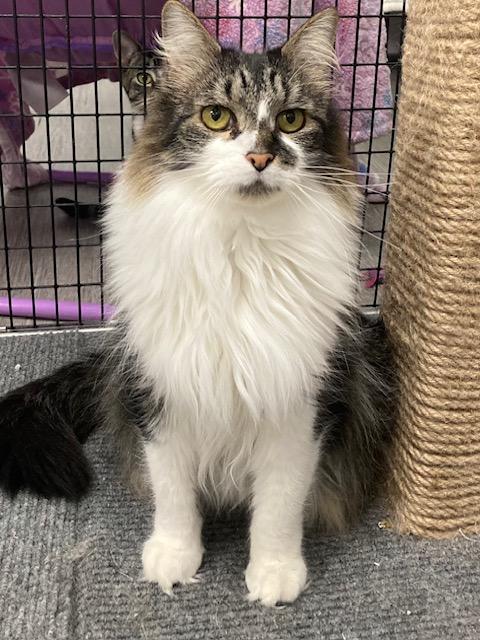 Enlarge Simon *, a Adoptable Domestic Long Hair in Douglas, MI image 1/3
