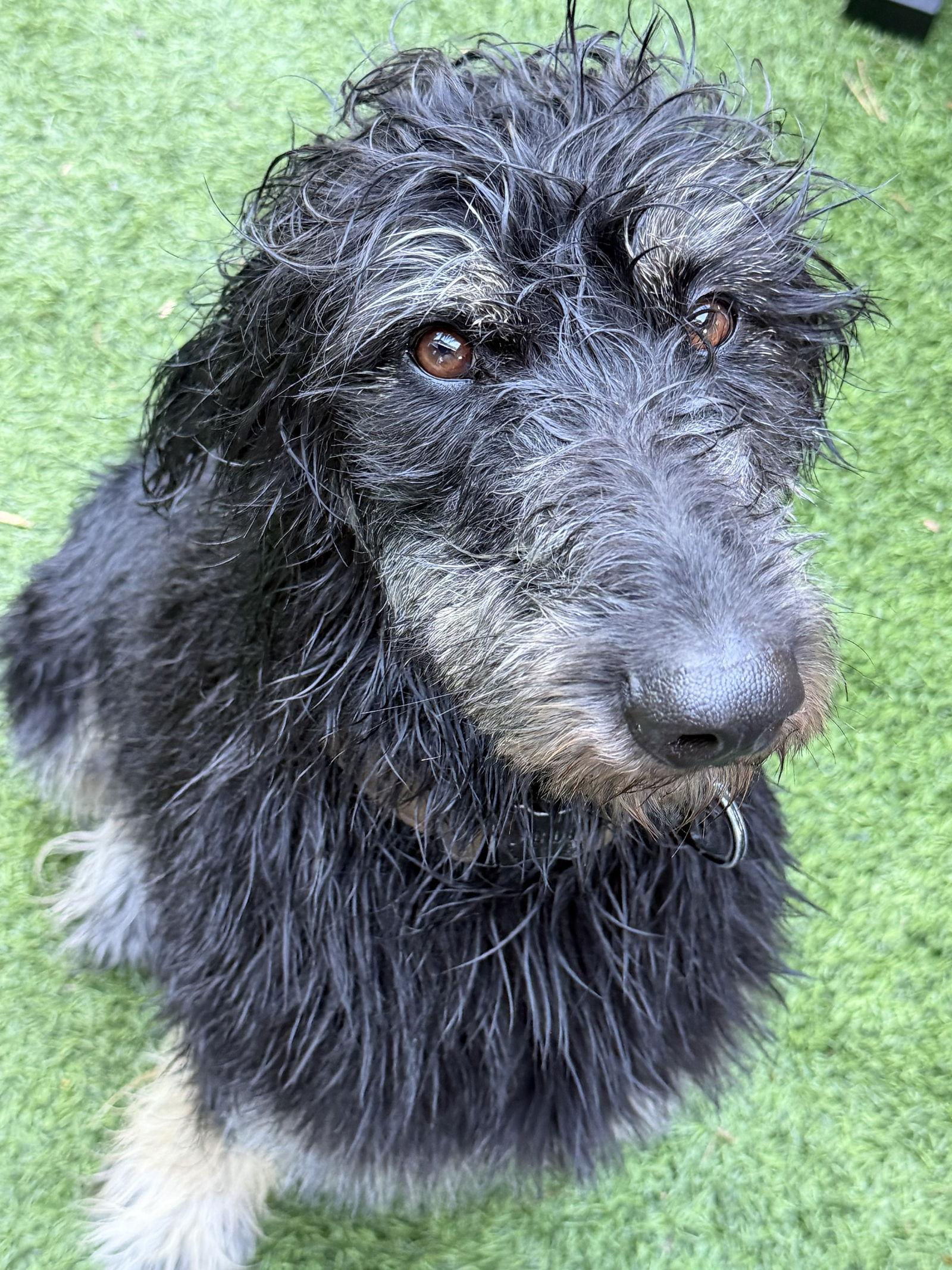 Bernie, Adoptable, Adult Male Afghan Hound & Irish Wolfhound.