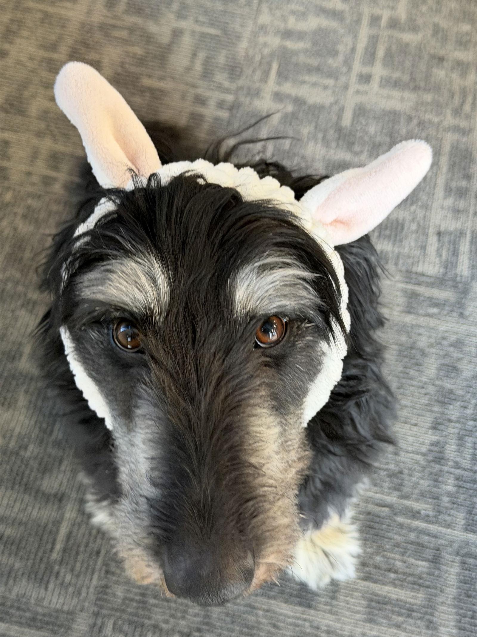 Bernie, a Adoptable mixed breed in San Jose, CA image 2/3