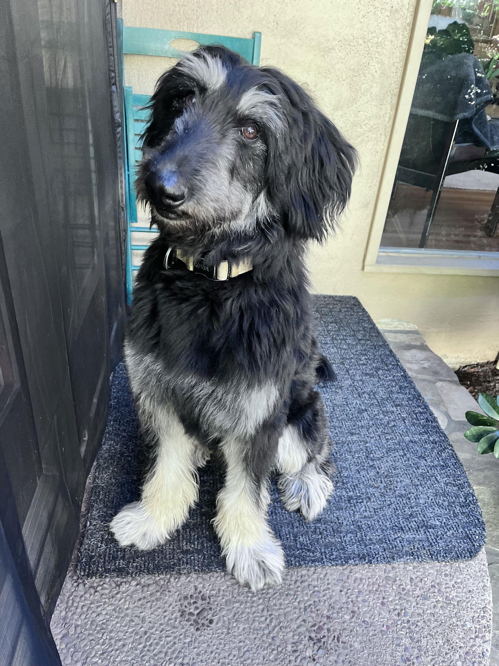 Bernie, a Adoptable mixed breed in San Jose, CA image 3/3