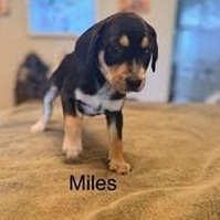 Miles, a ADOPTABLE mixed breed in Lexington, KY image 3/3