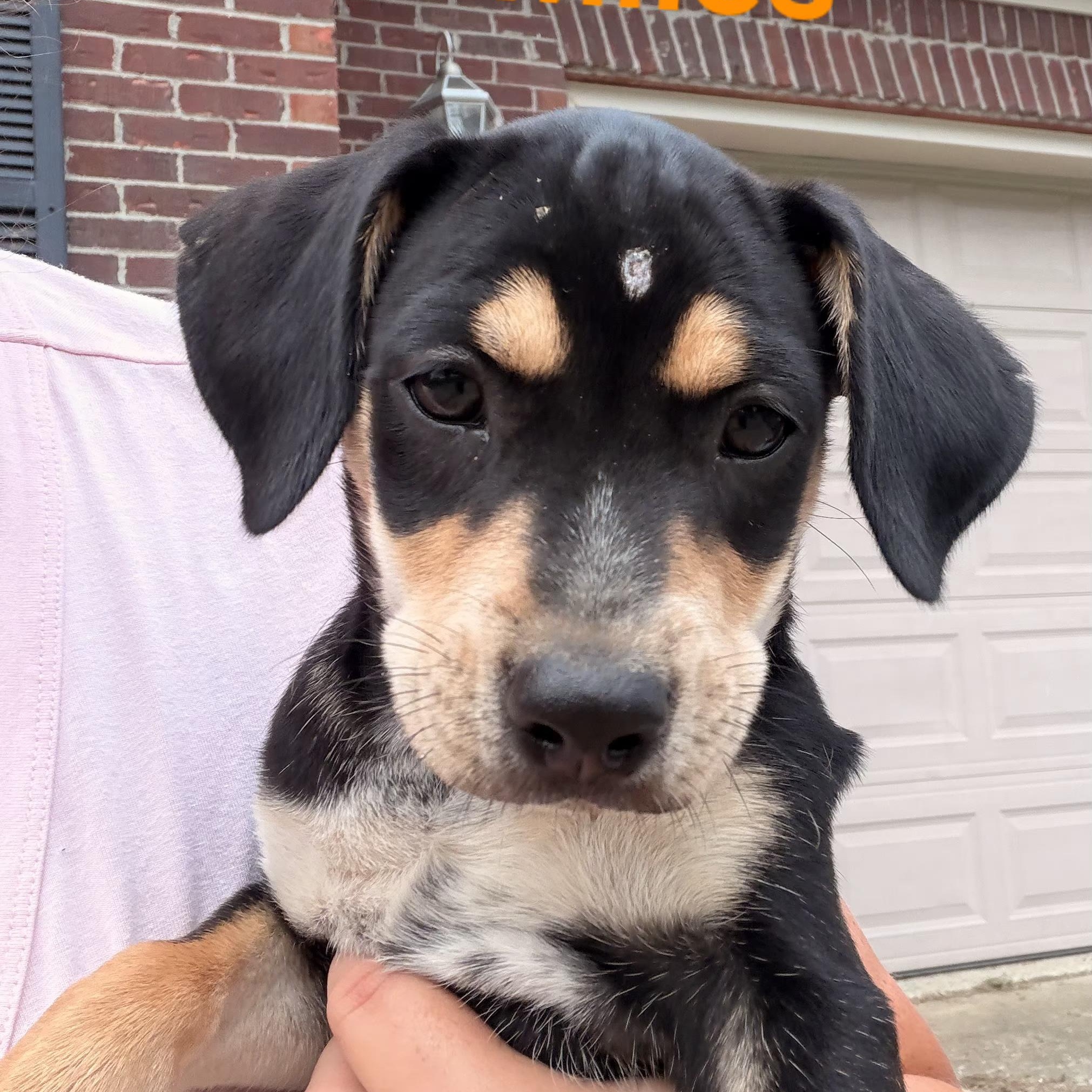 Miles, a ADOPTABLE mixed breed in Lexington, KY image 2/3