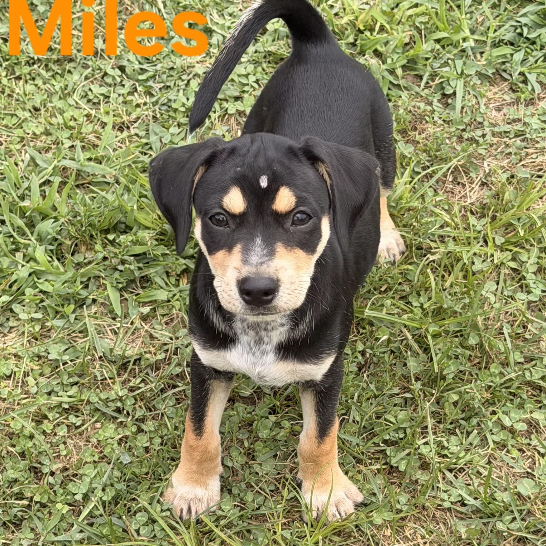 Miles, ADOPTABLE, Puppy Male Hound & Chihuahua.