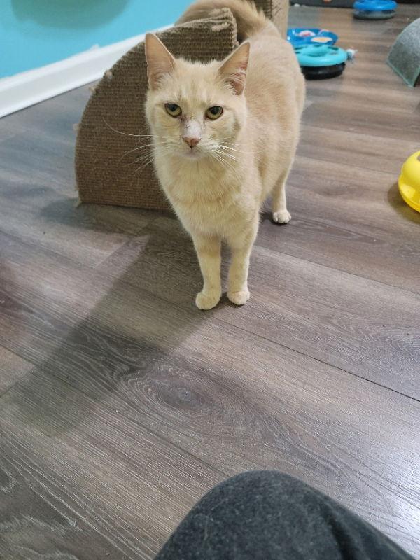 Charlotte, a Adoptable mixed breed in Ball Ground, GA image 2/3