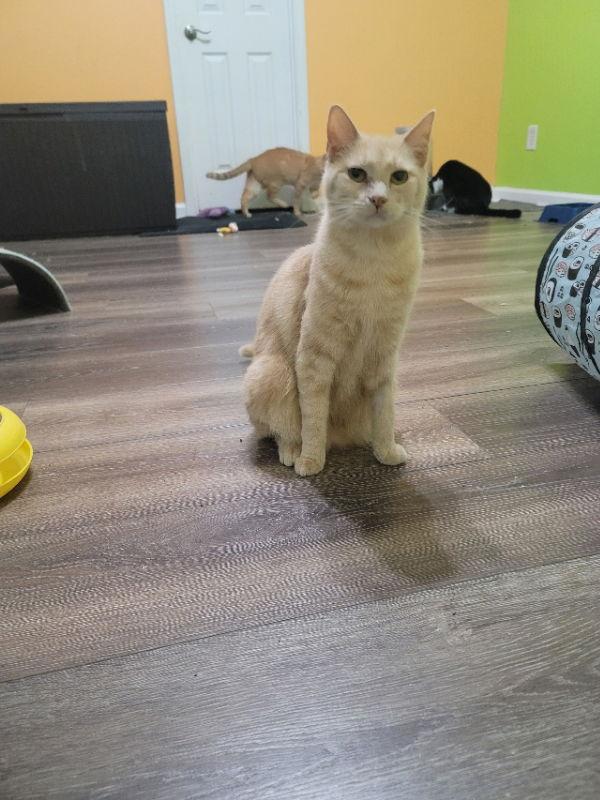 Charlotte, a Adoptable mixed breed in Ball Ground, GA image 3/3