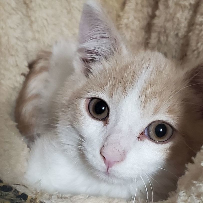 Chicken Nugget, an adoptable Domestic Short Hair, Tabby in Farmington, MN, 55024 | Photo Image 2