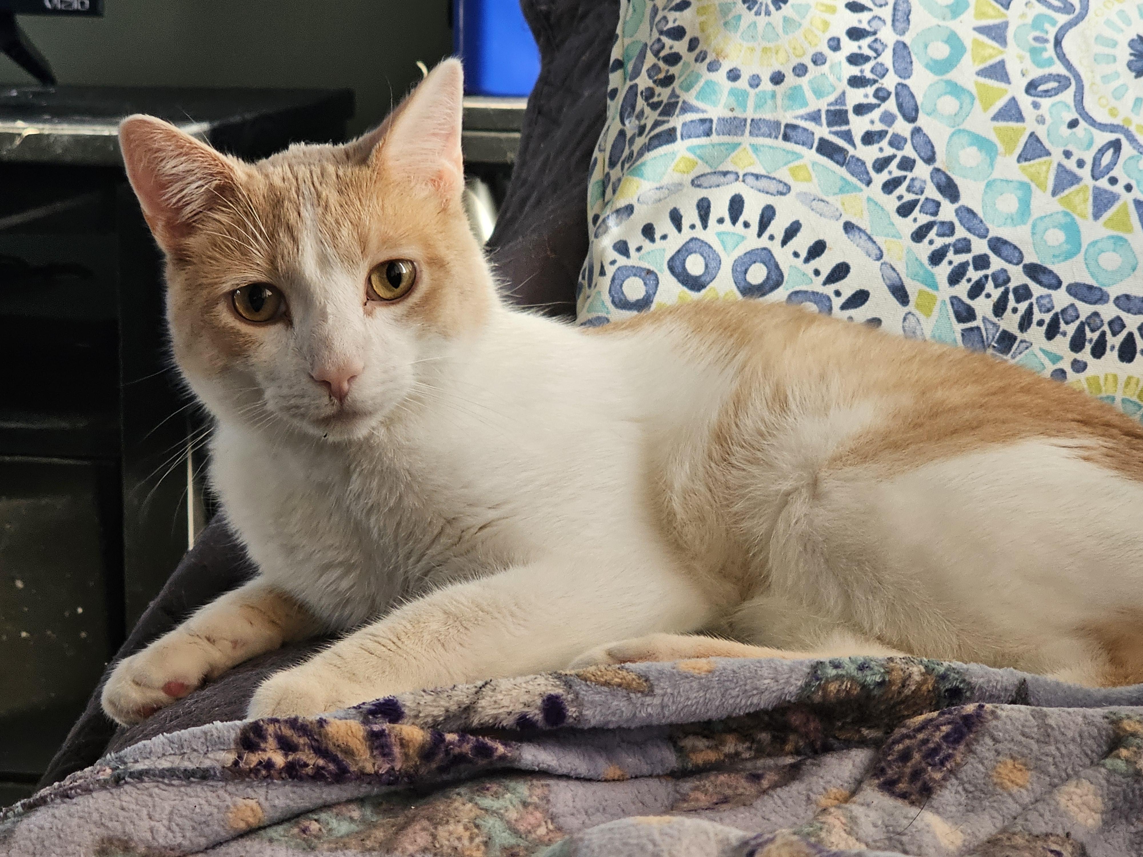 Chicken Nugget, an adoptable Domestic Short Hair, Tabby in Farmington, MN, 55024 | Photo Image 1