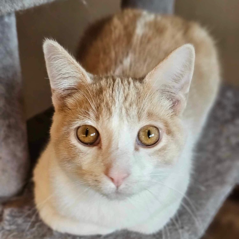 Chicken Nugget, an adoptable Domestic Short Hair, Tabby in Farmington, MN, 55024 | Photo Image 3
