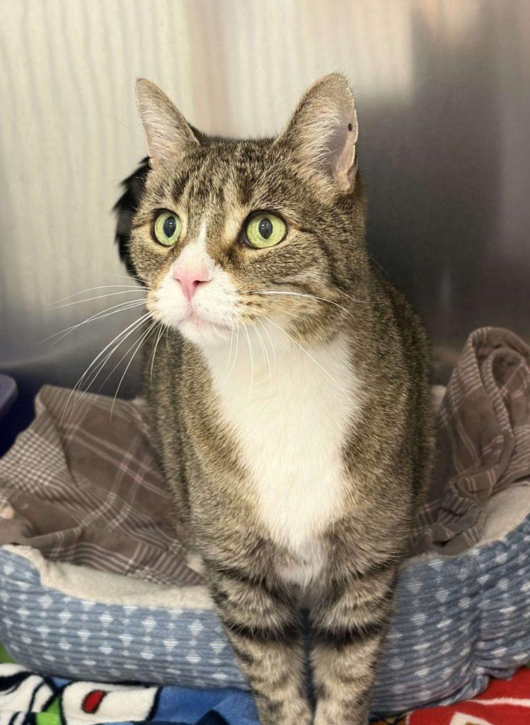HOUDINI, adopted, Senior Male Tabby.