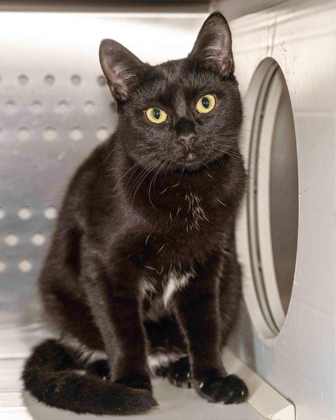 Wildfire, Adoptable, Young Male Domestic Short Hair.