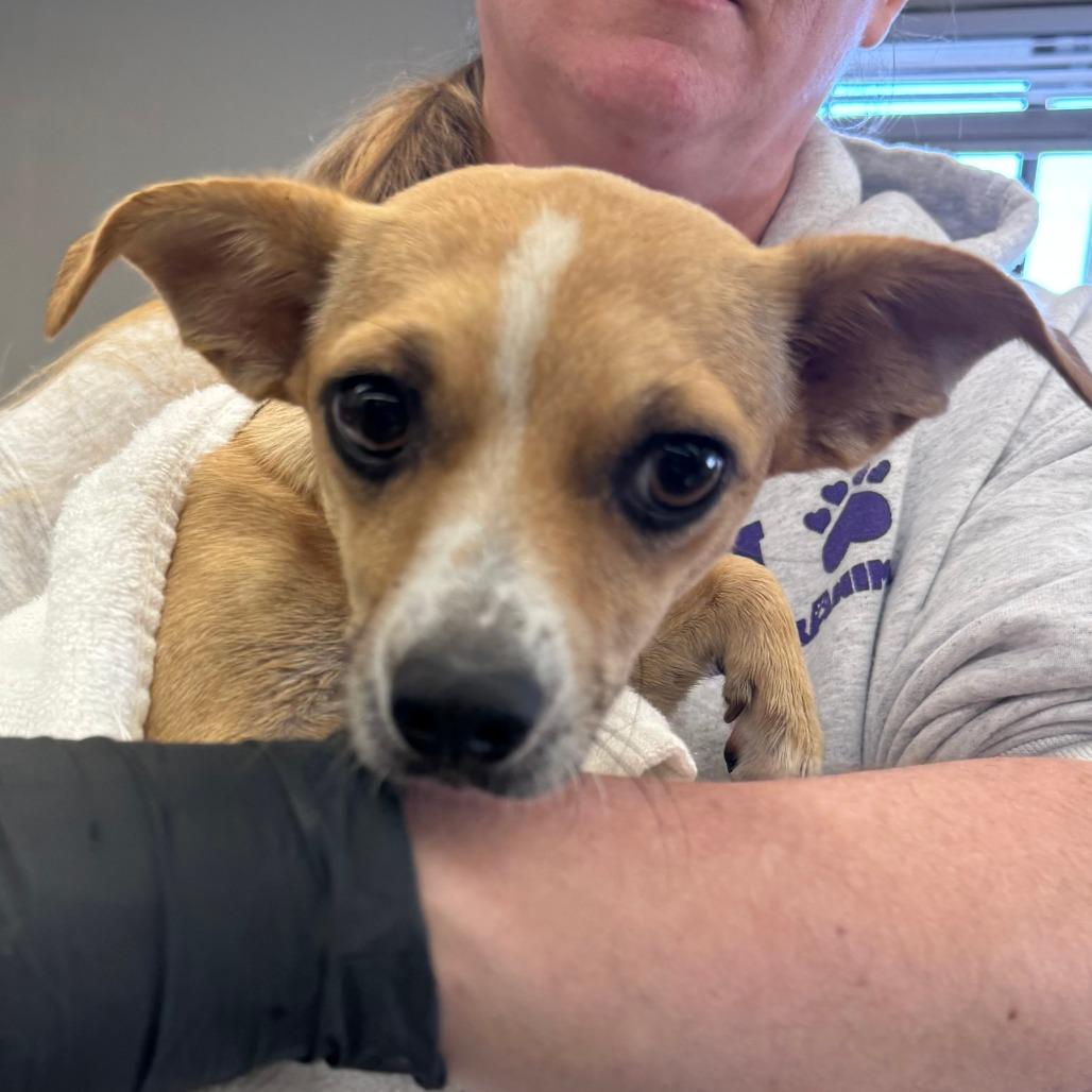 Enlarge Daisy, a Adoptable mixed breed in Washougal, WA image 1/1