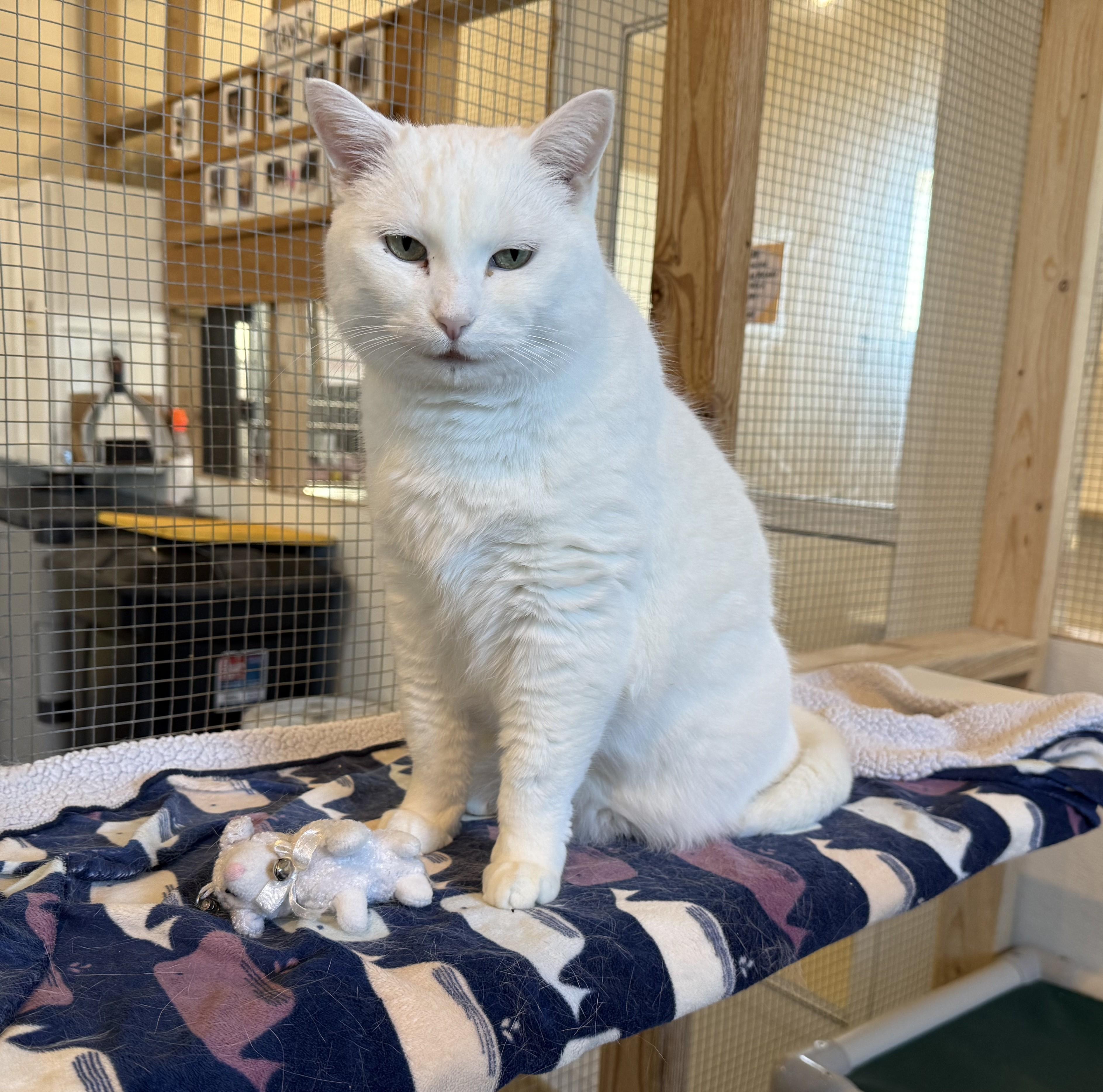 MARTY, Adoptable, Senior Female Domestic Short Hair.