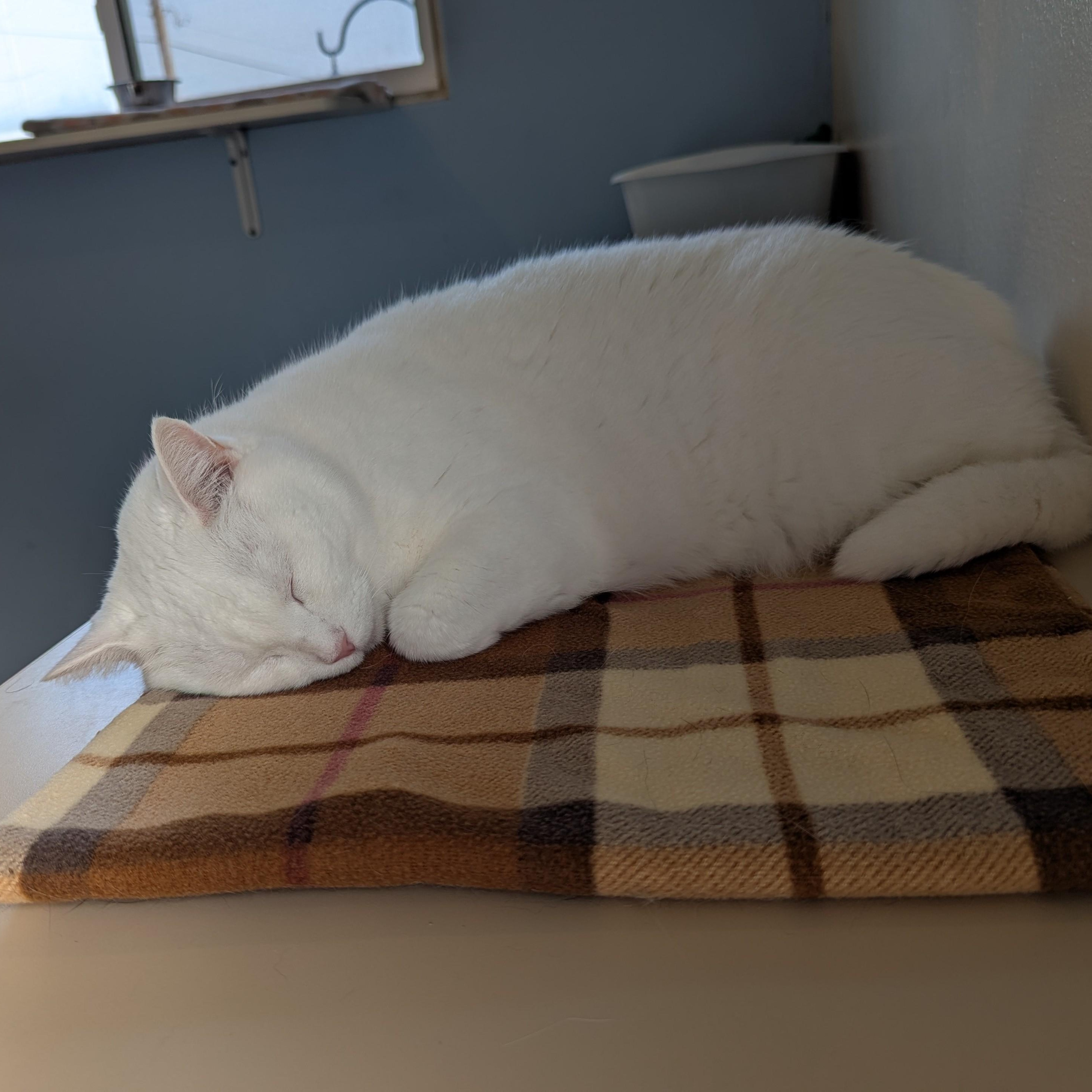 Enlarge MARTY, a Adoptable Domestic Short Hair in La Crescent, MN image 3/5