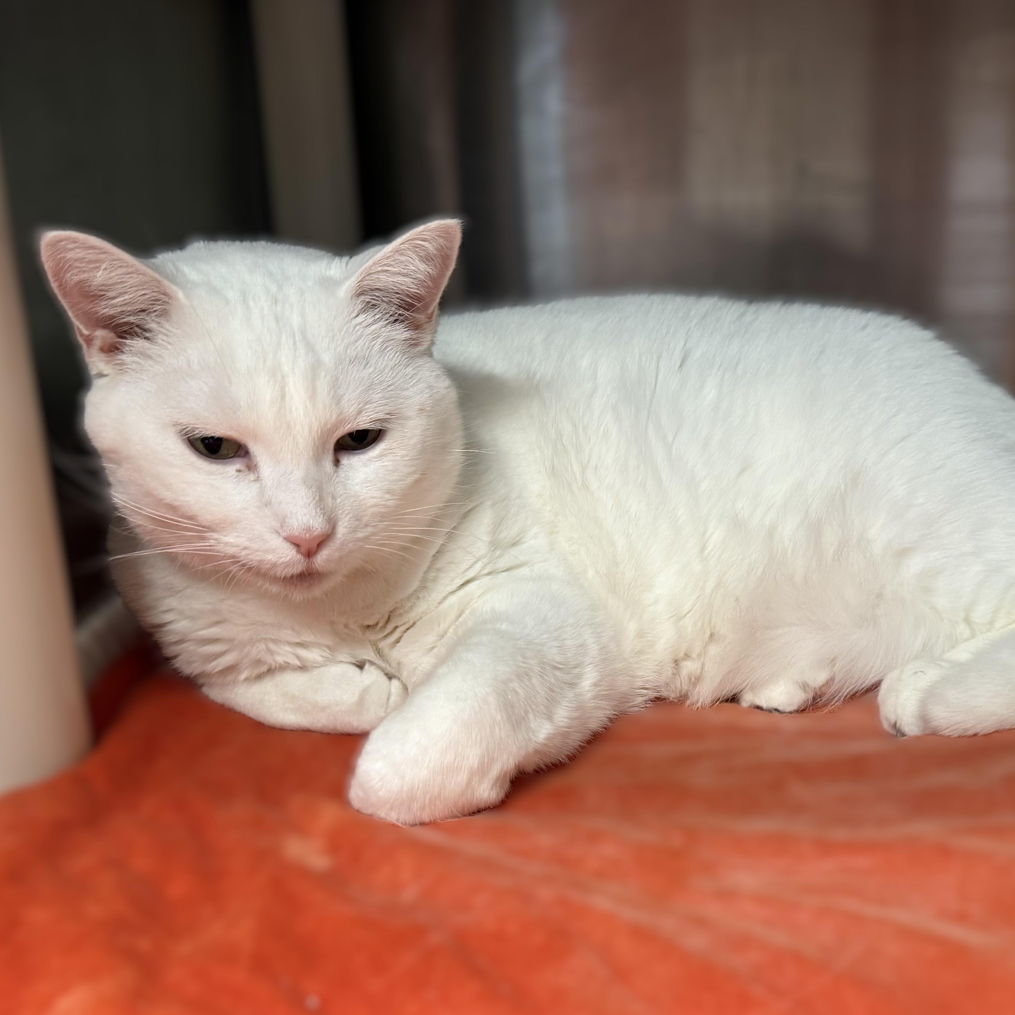 MARTY, Adoptable, Senior Female Domestic Short Hair.