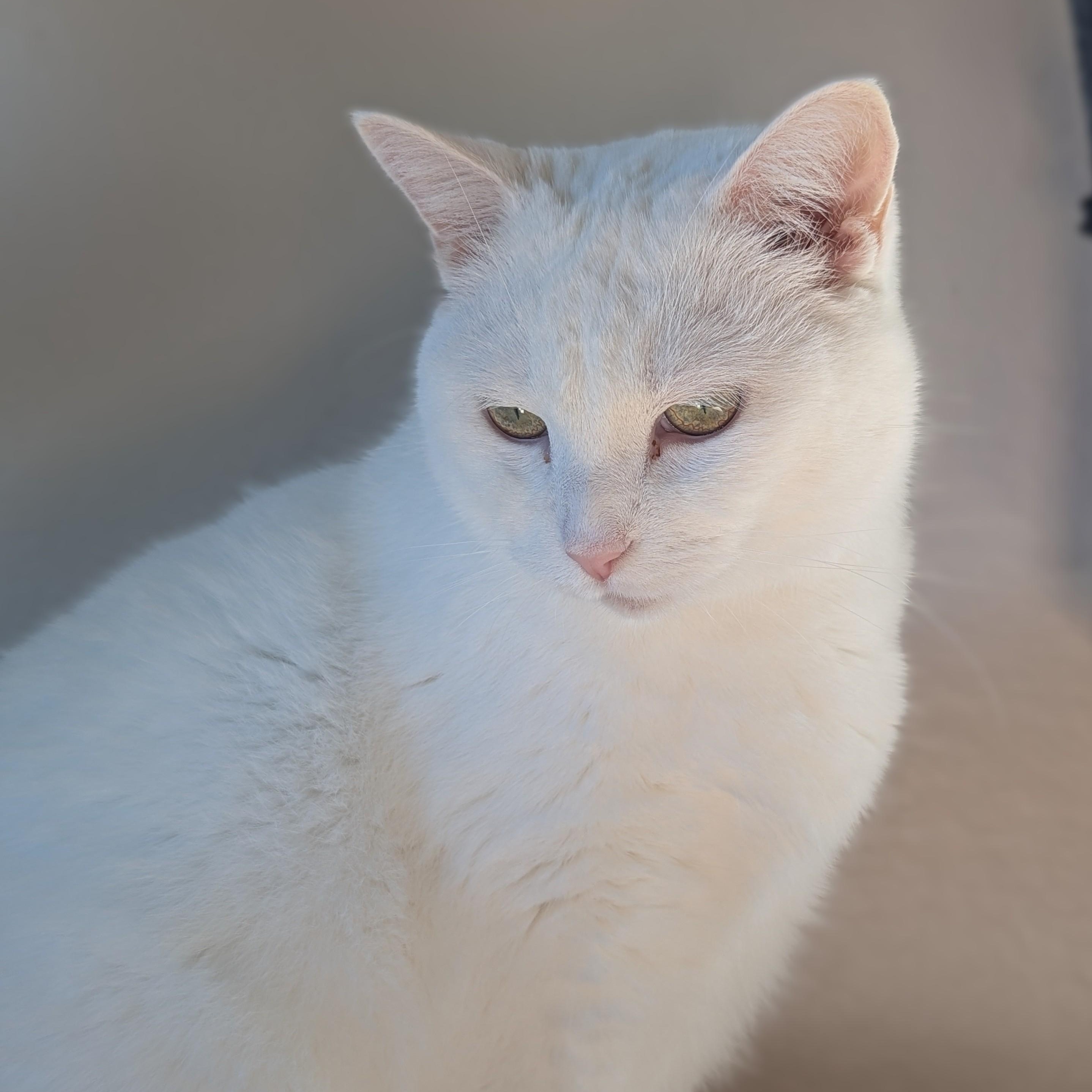 Enlarge MARTY, a Adoptable Domestic Short Hair in La Crescent, MN image 4/5