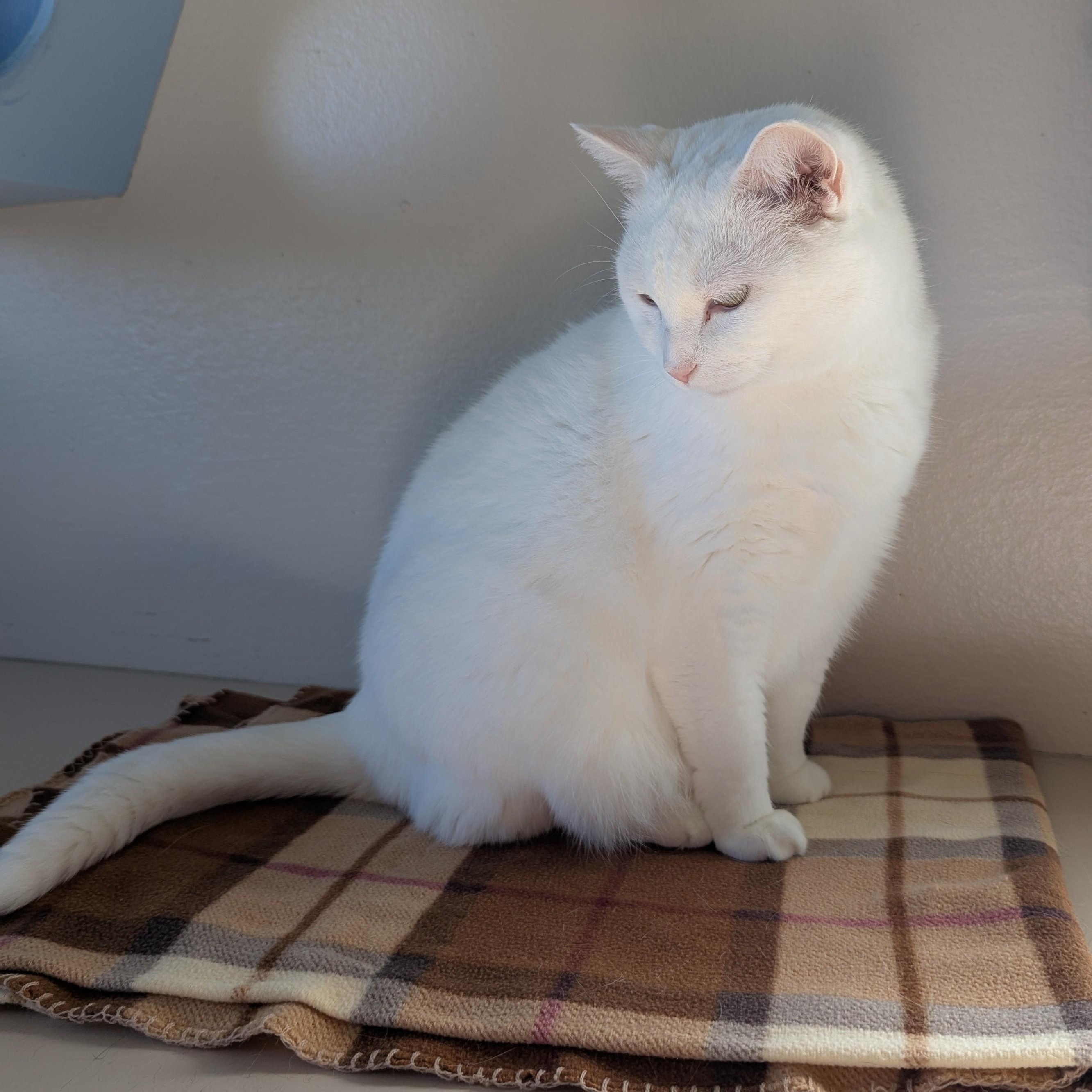 Enlarge MARTY, a Adoptable Domestic Short Hair in La Crescent, MN image 5/5