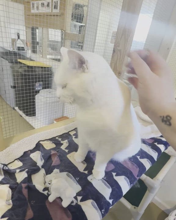Enlarge MARTY, a Adoptable Domestic Short Hair in La Crescent, MN video 6/6