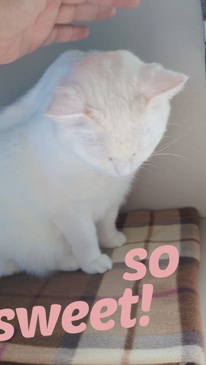 Enlarge MARTY, a Adoptable Domestic Short Hair in La Crescent, MN video 2/5