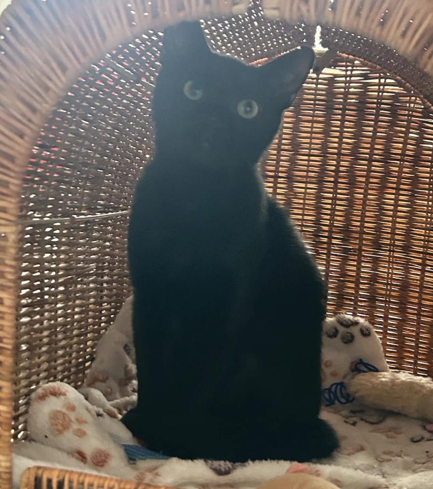 Thumper, Adoptable, Young Male Domestic Short Hair.