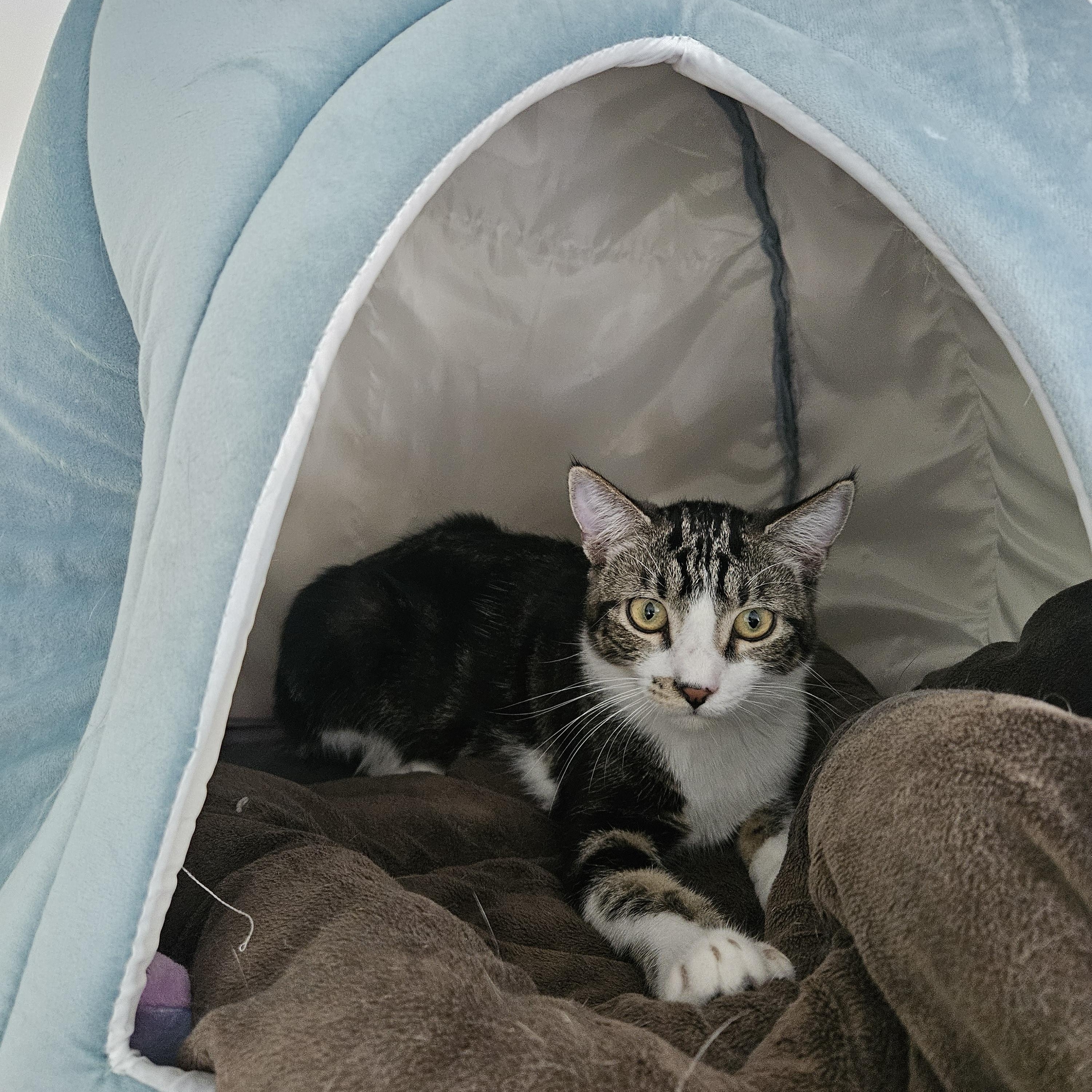 Enlarge Pancake, a ADOPTABLE Domestic Short Hair in Melbourne, FL image 2/3