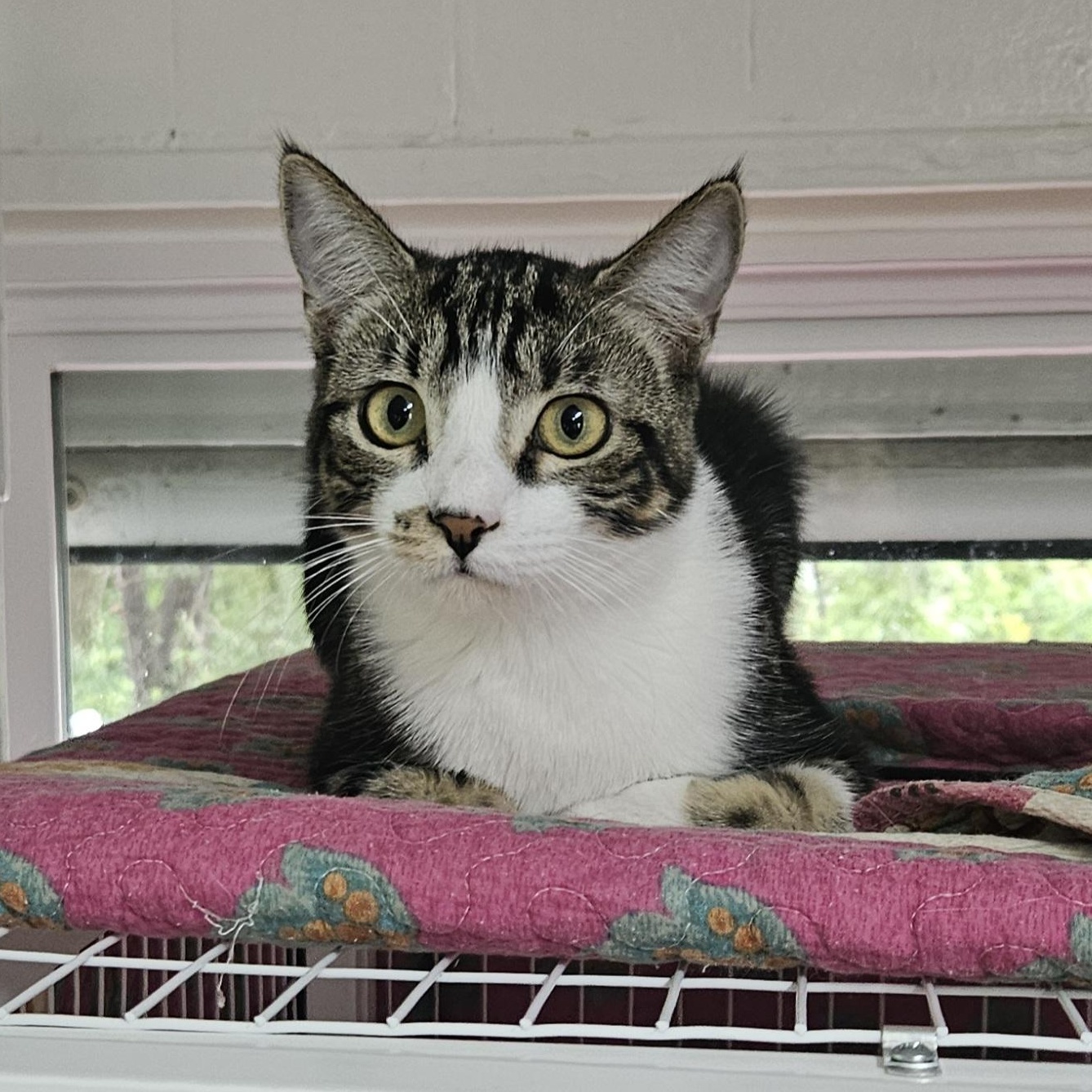 Pancake, ADOPTABLE, Young Male Domestic Short Hair.