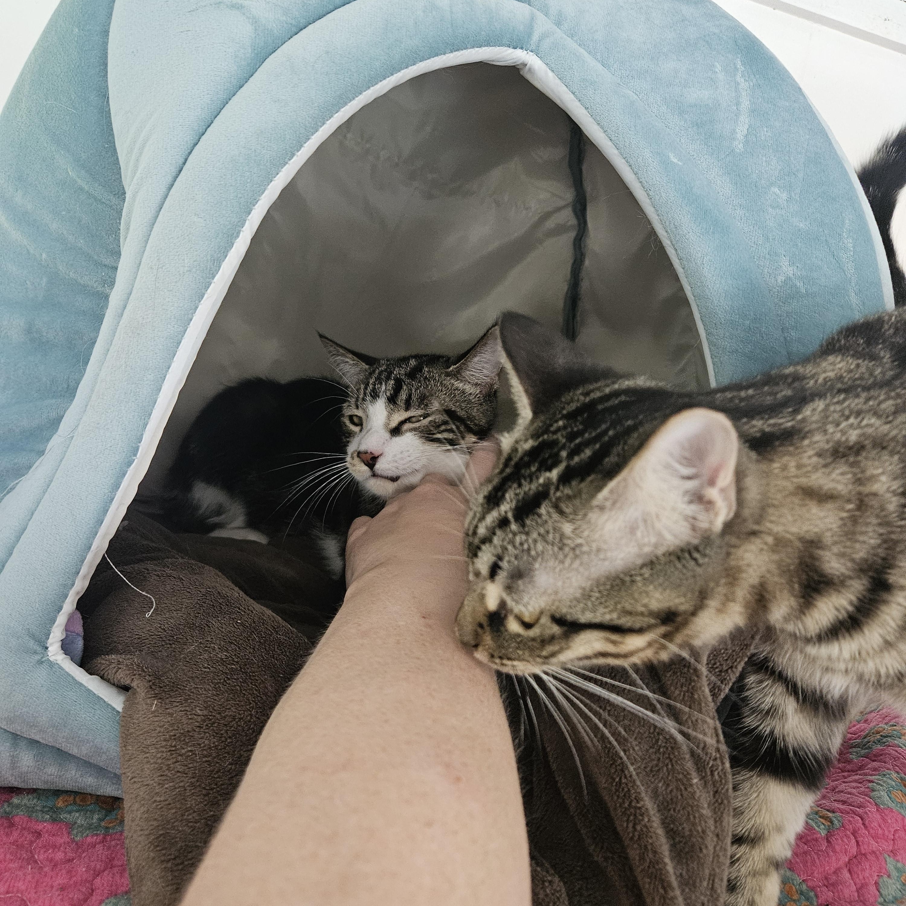 Enlarge Pancake, a ADOPTABLE Domestic Short Hair in Melbourne, FL image 3/3