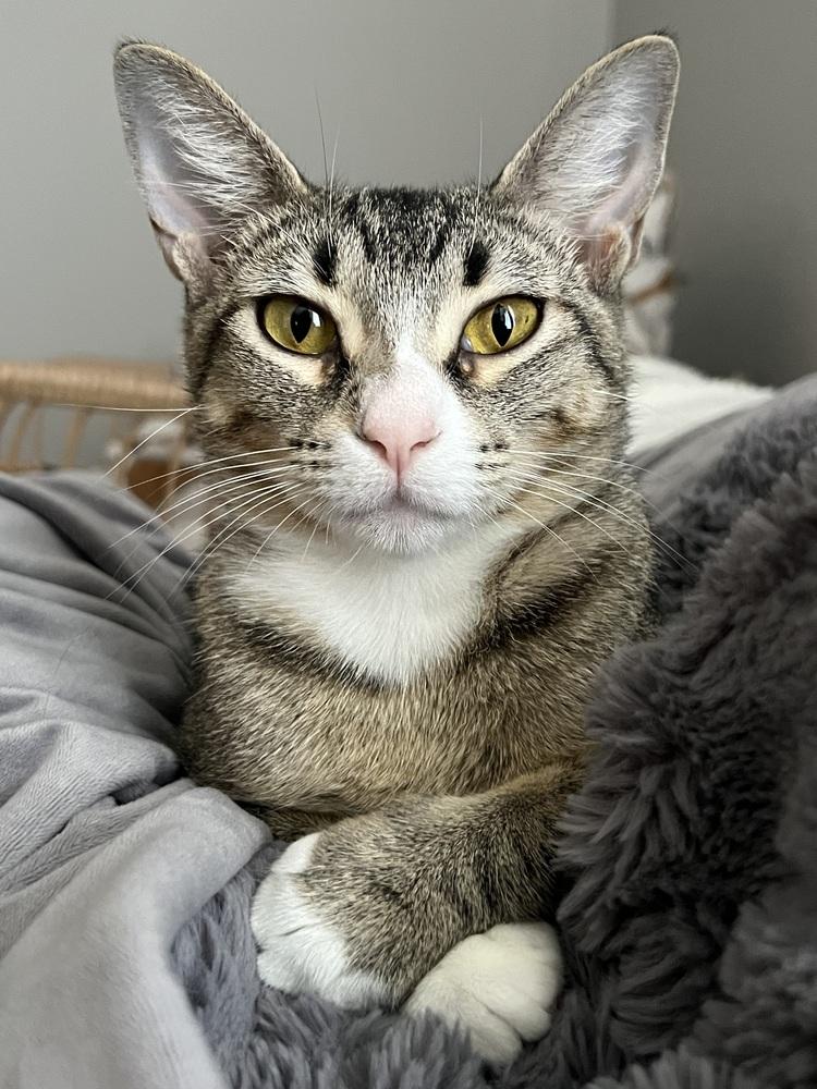 Carol, a Adoptable Domestic Short Hair in Hudson, NH image 1/5