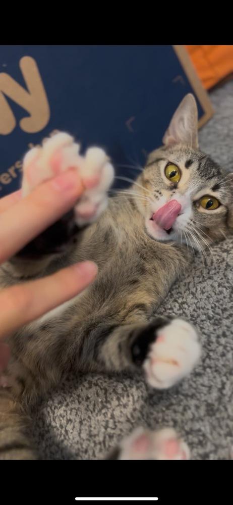 Carol, a Adoptable Domestic Short Hair in Hudson, NH image 2/5