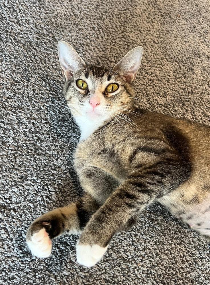 Carol, a Adoptable Domestic Short Hair in Hudson, NH image 3/5