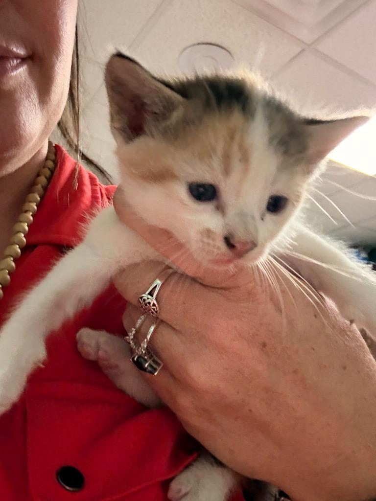 Danica Patrick, Adoptable, Kitten Female Domestic Medium Hair.