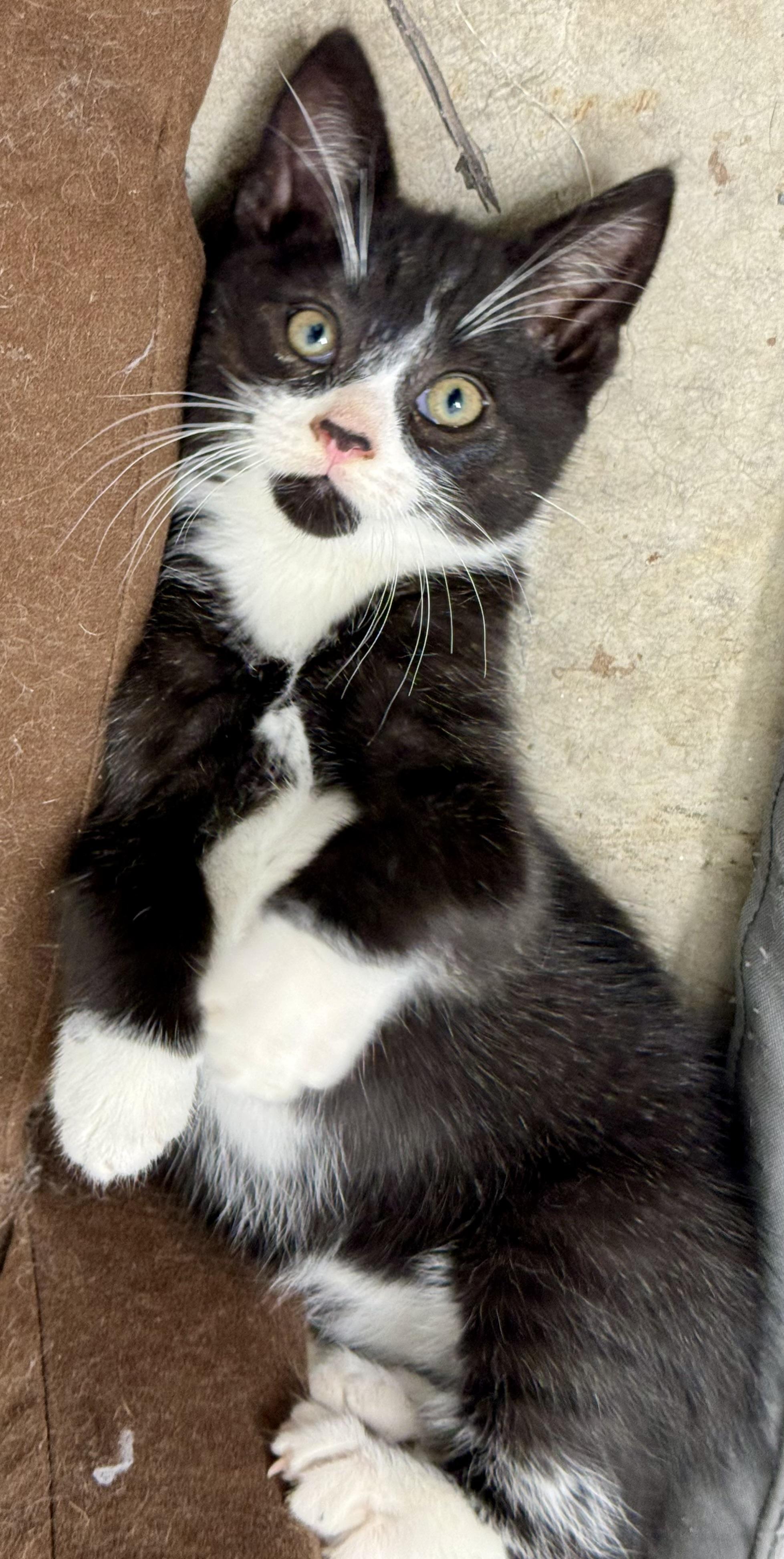 Sampson, affectionate & outgoing Tuxedo cutie, a ADOPTABLE mixed breed in Bonney Lake, WA image 5/6