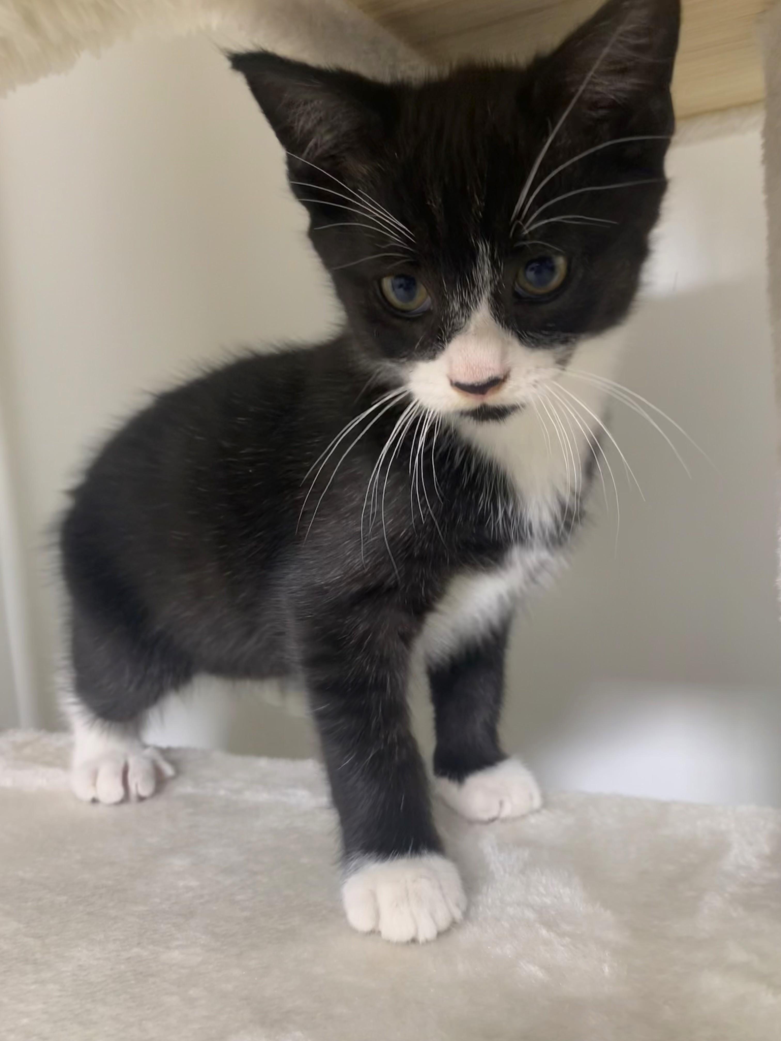 Sampson, affectionate & outgoing Tuxedo cutie, a ADOPTABLE mixed breed in Bonney Lake, WA image 3/6