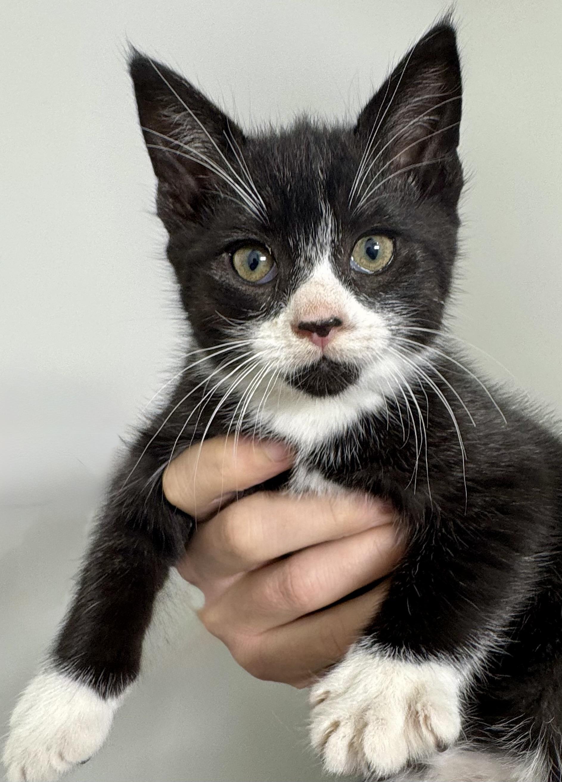 Sampson, affectionate & outgoing Tuxedo cutie, ADOPTABLE, Kitten Male Domestic Short Hair & British Shorthair.