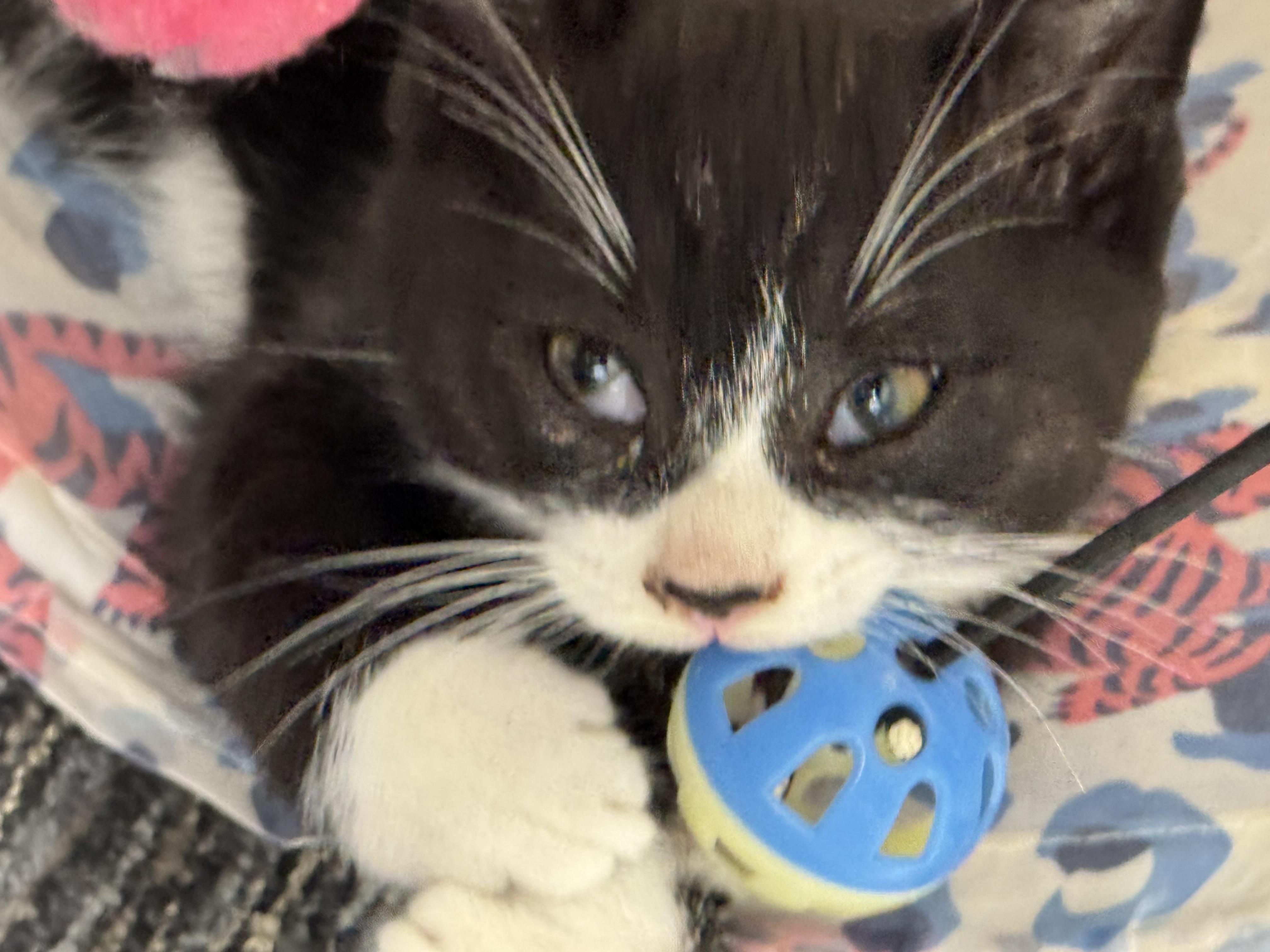 Sampson, affectionate & outgoing Tuxedo cutie, a ADOPTABLE mixed breed in Bonney Lake, WA image 4/6