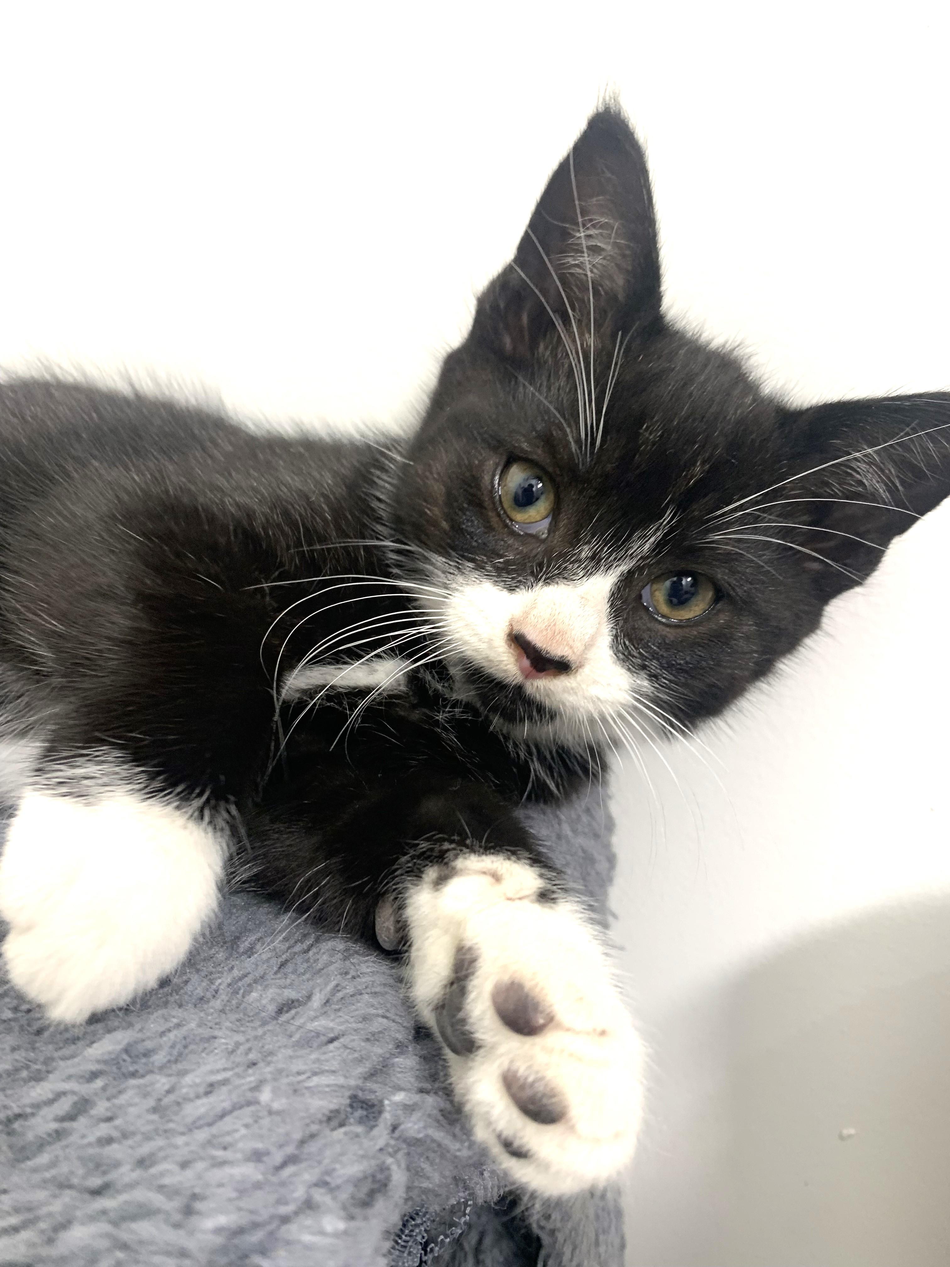 Sampson, affectionate & outgoing Tuxedo cutie, a ADOPTABLE mixed breed in Bonney Lake, WA image 2/6