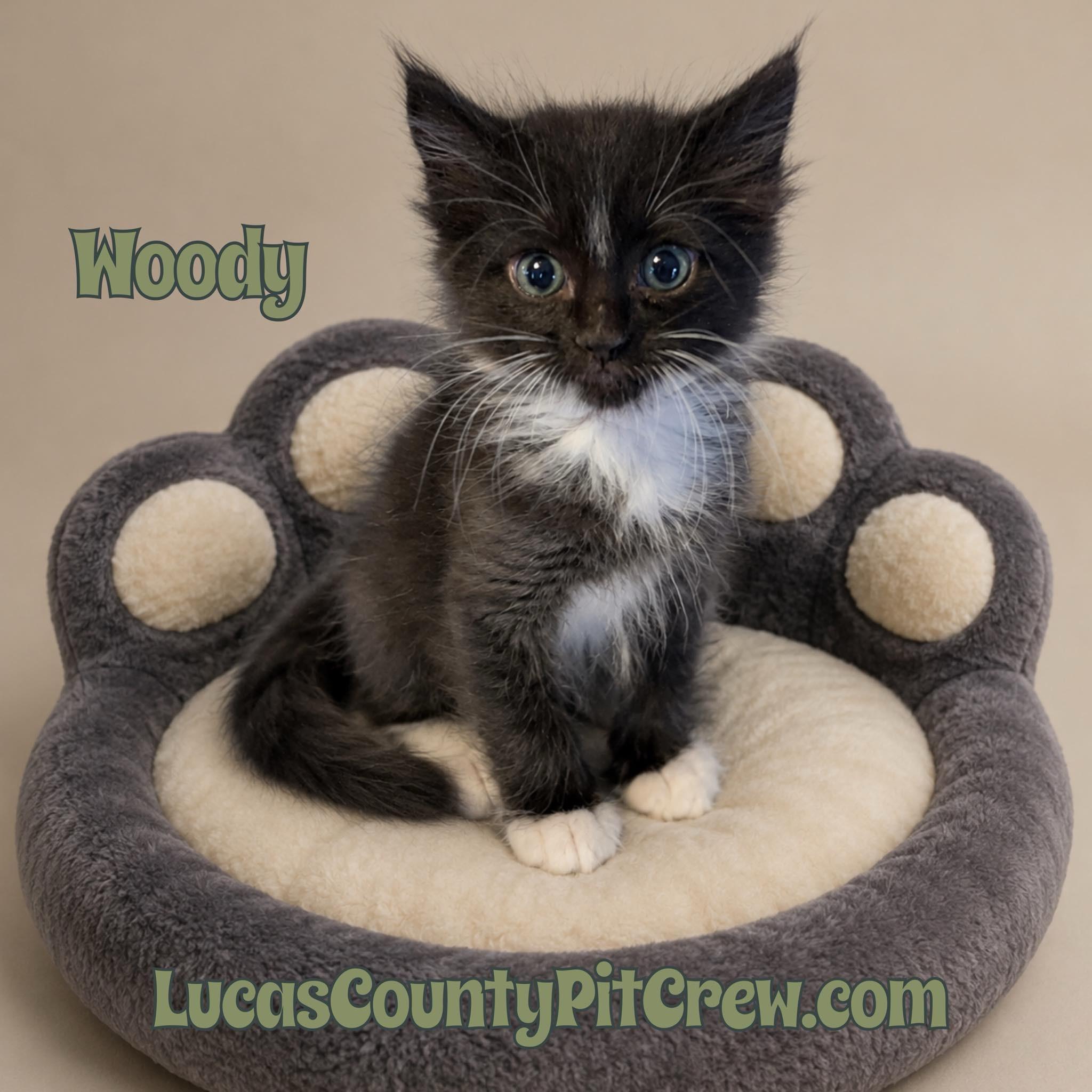 Enlarge Woody, an adopted mixed breed in Toledo, OH image 1/1