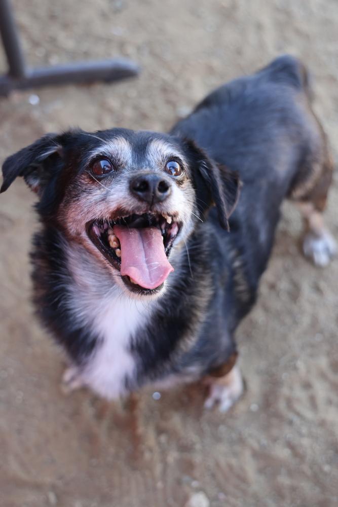 Lil Dude #5299, Adoptable, Adult Male Chihuahua.