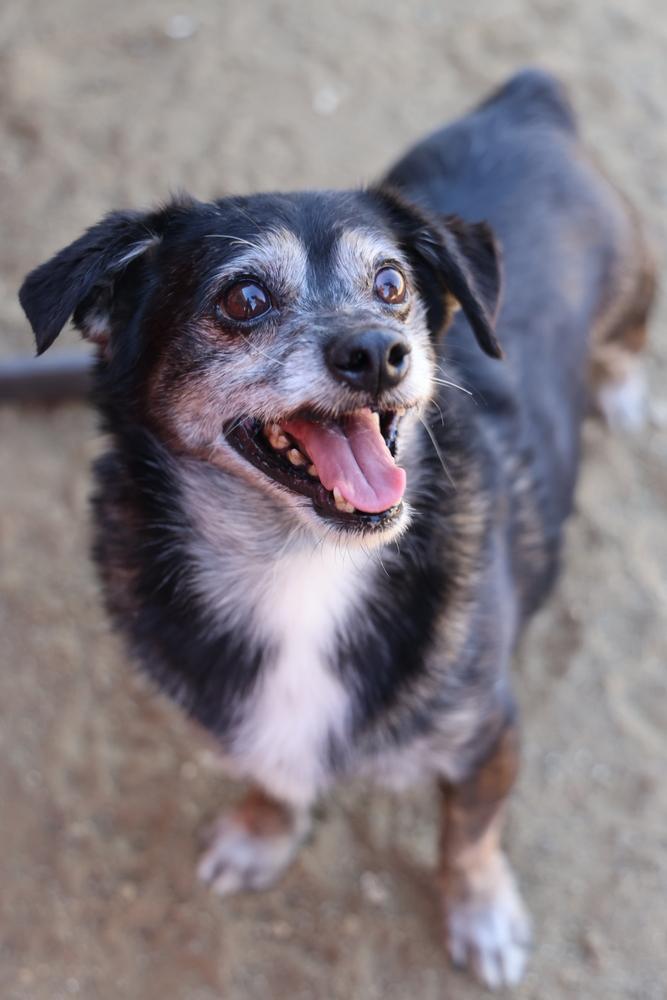 Enlarge Lil Dude #5299, a Adoptable Chihuahua in Studio City, CA image 2/5