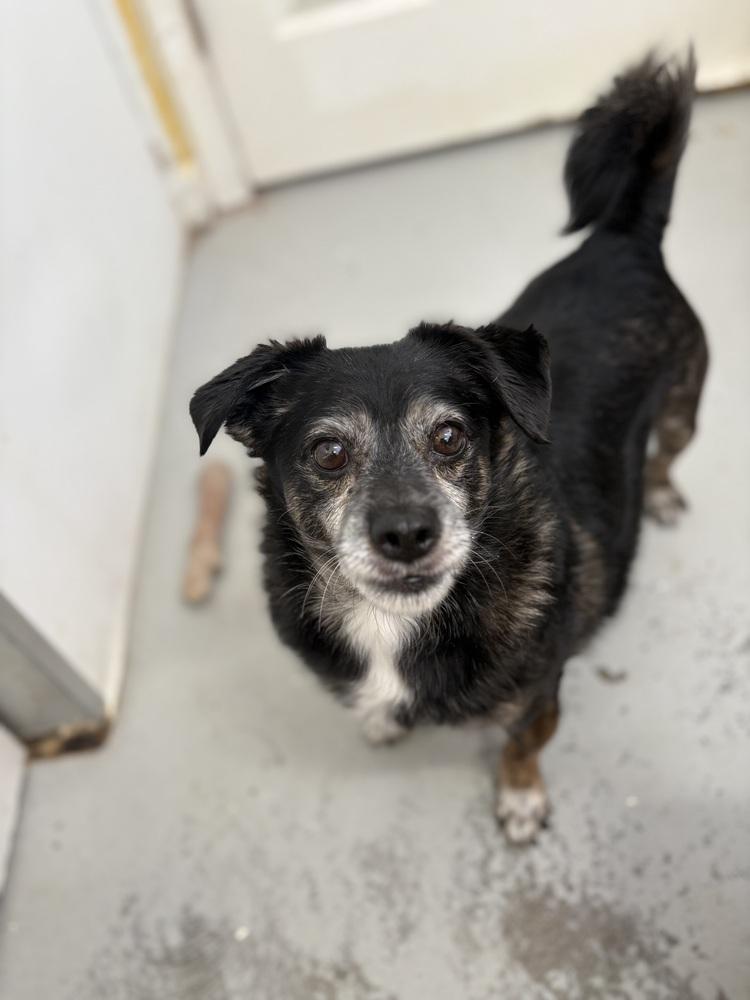 Enlarge Lil Dude #5299, a Adoptable Chihuahua in Studio City, CA image 1/1