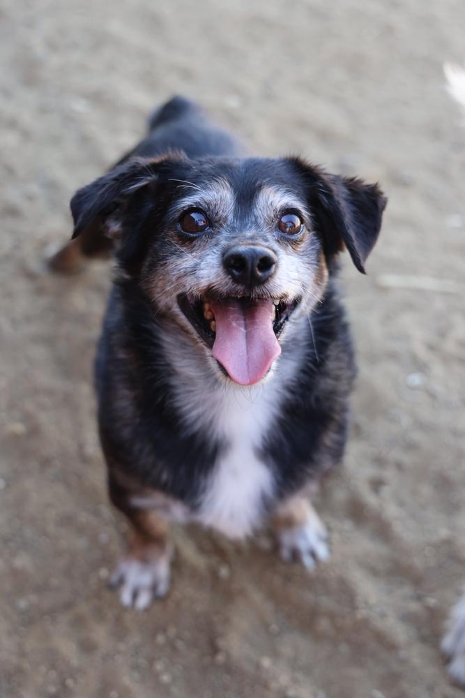 Enlarge Lil Dude #5299, a Adoptable Chihuahua in Studio City, CA image 4/5