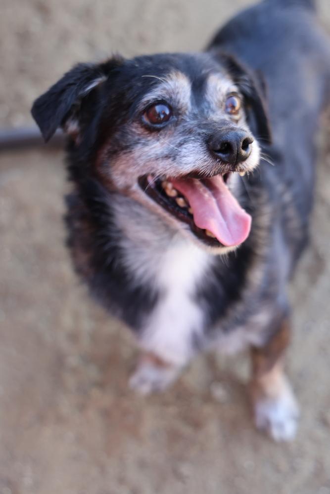 Enlarge Lil Dude #5299, a Adoptable Chihuahua in Studio City, CA image 5/5