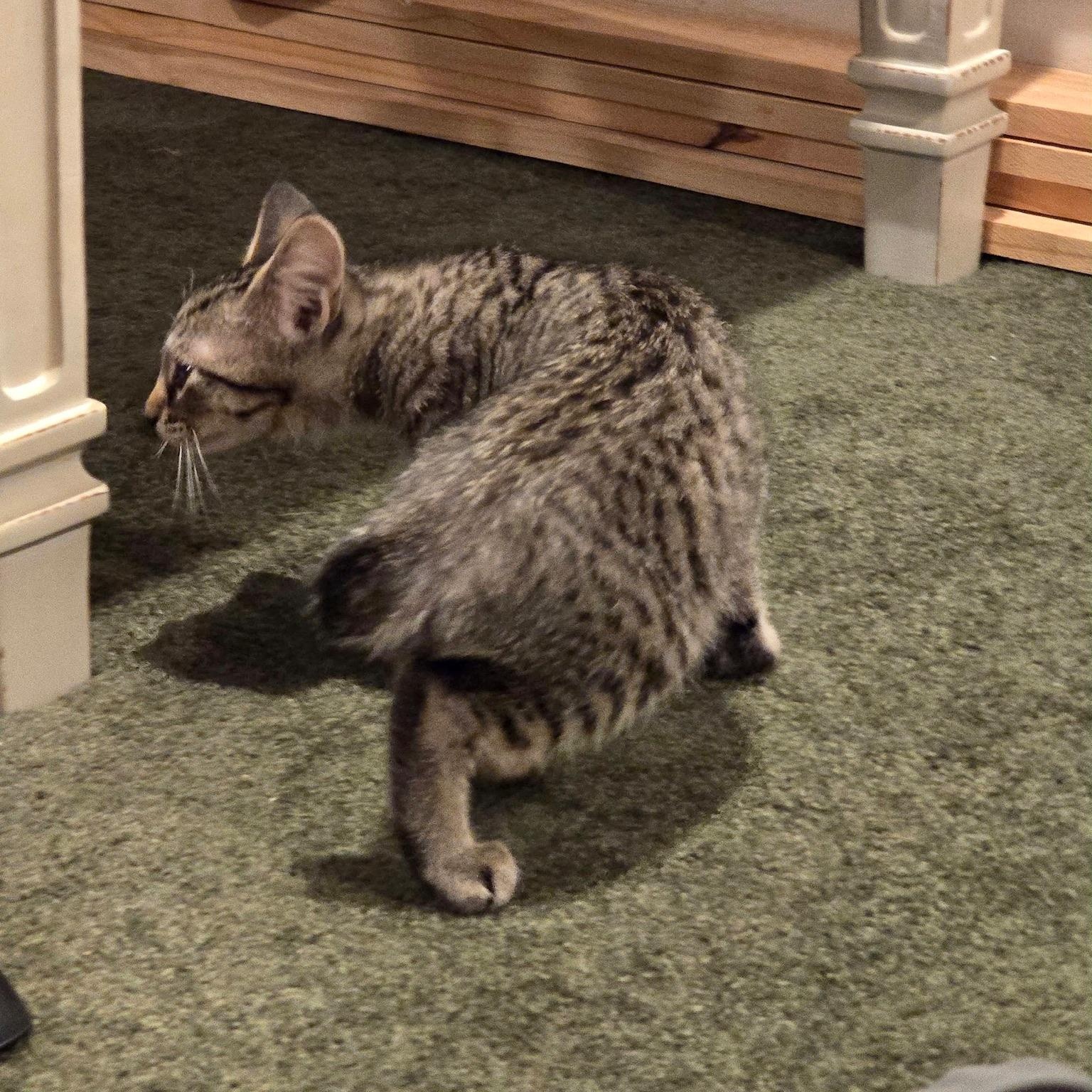 Enlarge Tofu, a Adoptable Domestic Short Hair in Warrior, AL image 4/6
