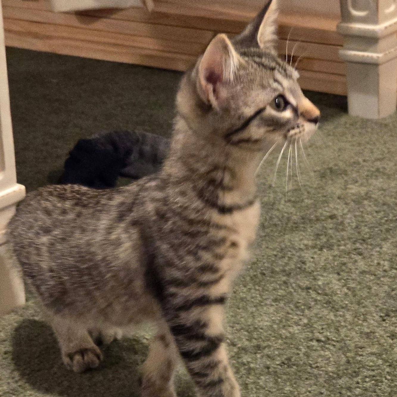Enlarge Tofu, a Adoptable Domestic Short Hair in Warrior, AL image 2/6
