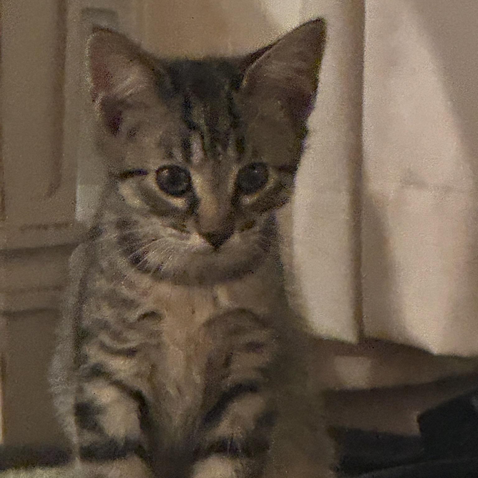 Enlarge Tofu, a Adoptable Domestic Short Hair in Warrior, AL image 3/6