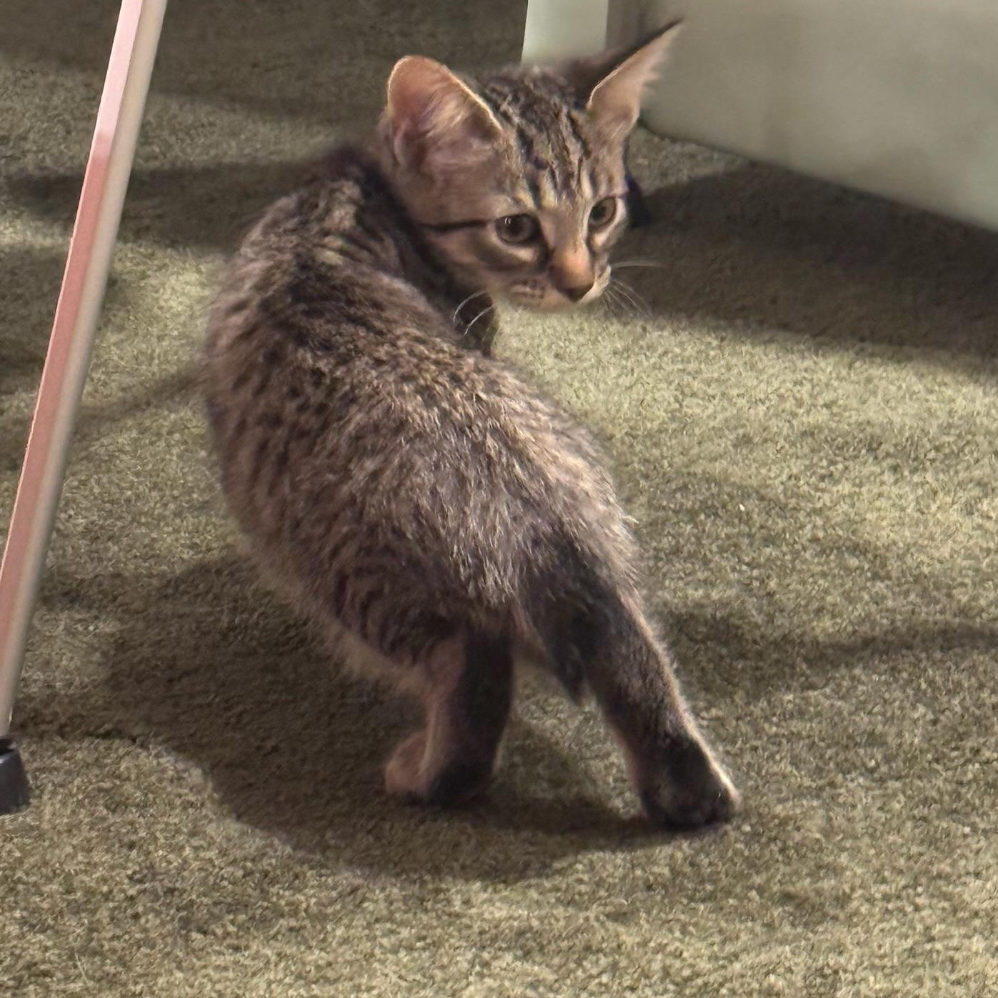 Enlarge Tofu, a Adoptable Domestic Short Hair in Warrior, AL image 6/6