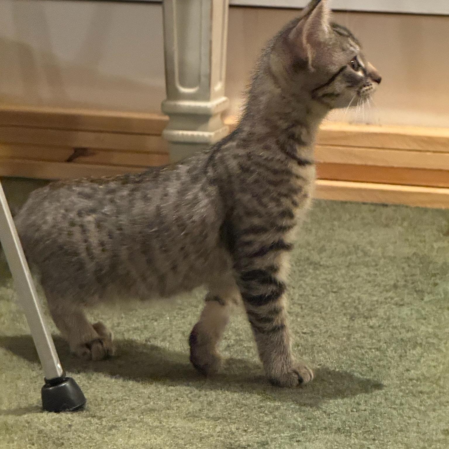 Enlarge Tofu, a Adoptable Domestic Short Hair in Warrior, AL image 5/6