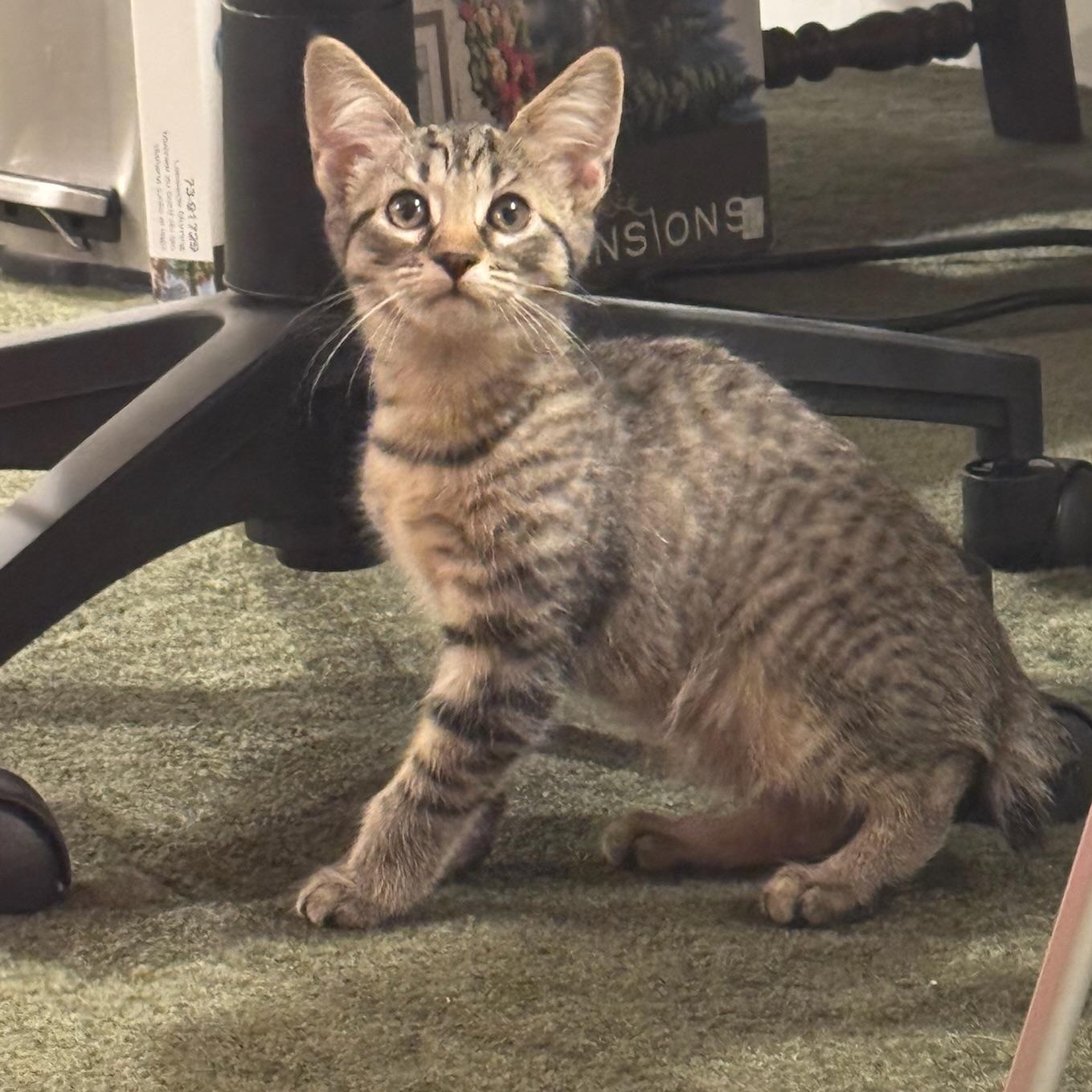 Tofu, Adoptable, Kitten Male Domestic Short Hair.